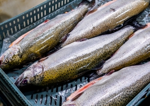 Tøkan Av Laksi 100.000 Tons (1)