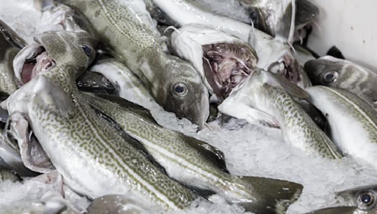 Stýrið Við Kvotum